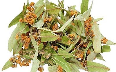 Sapanca satılık Ihlmaur